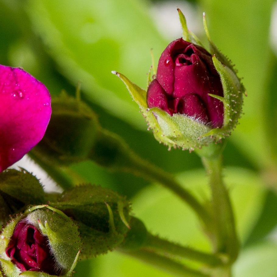 Organic Rose Buds